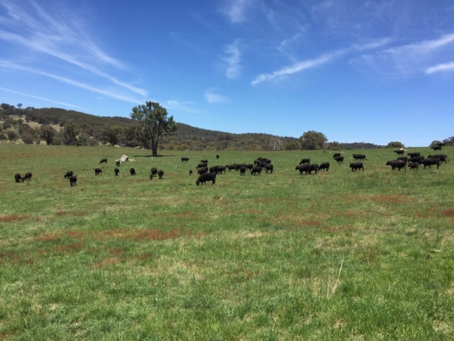 Aberbaldie cattle