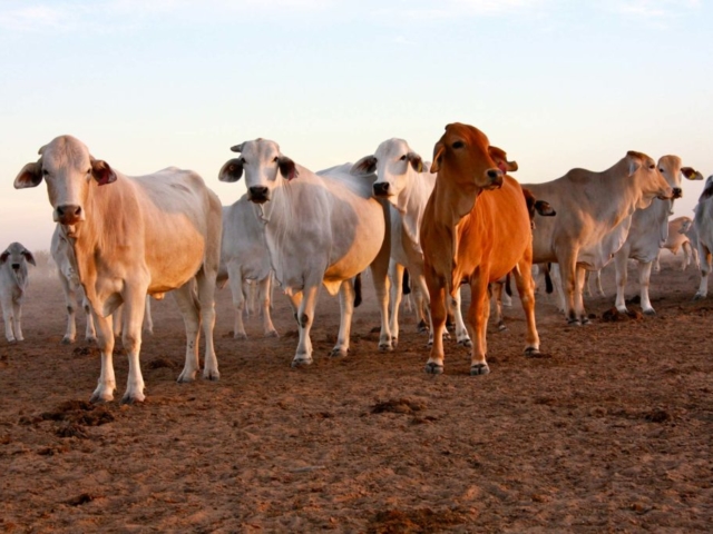 Armraynald cattle