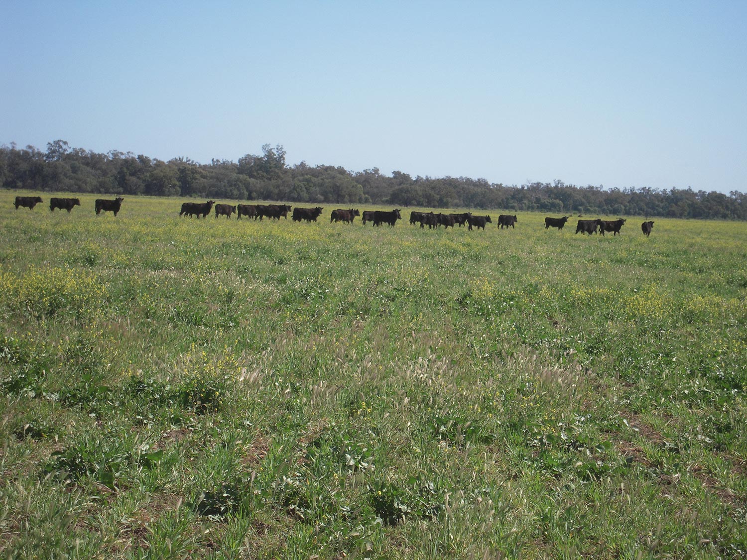 Buttabone cattle