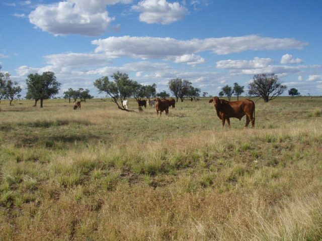 Malvern Hills cattle