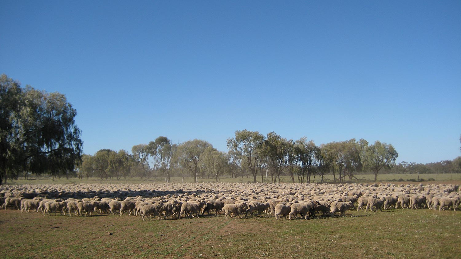 Merrimba sheep