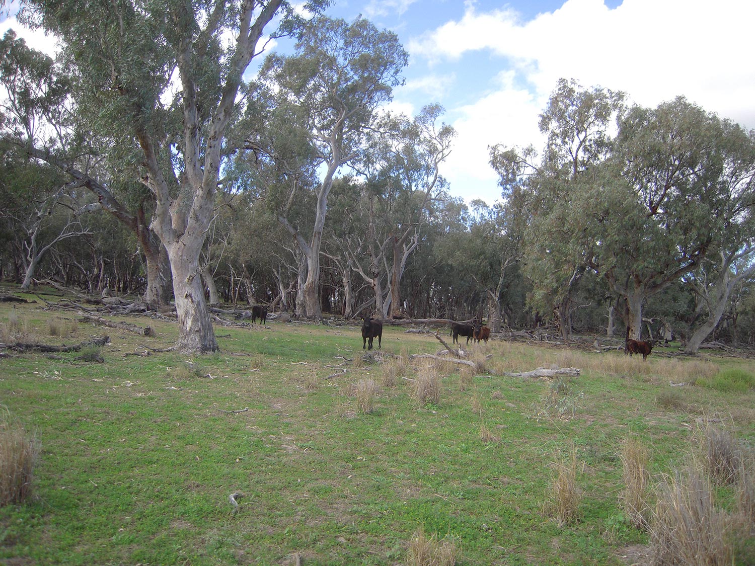 Oxley Cattle amongst the gums