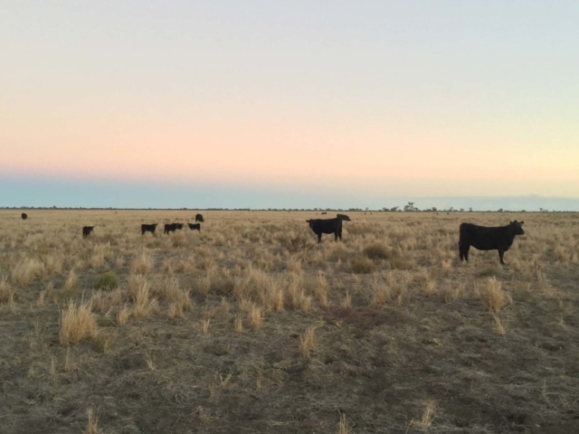 Oxley cattle