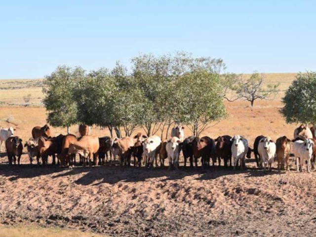 Tanbark cattle, Paraway Pastoral Co